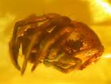 Fossils In Amber Photos