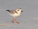 Facts About The Piping Plover Images