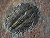 Trilobite Fossils Pictures