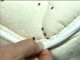 Photos of Dust Treatment For Bed Bugs