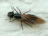 Photos of Picture Of Carpenter Ants With Wings