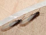 Indoor Termite Control Pictures