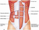 Photos of Core Muscles Digestion