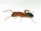 Pictures of Carpenter Ants Texas Images