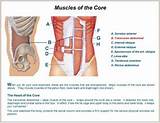Photos of Core Muscles Back