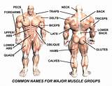 Muscle Exercises Names Photos