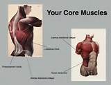 Pictures of Core Muscles Multifidus