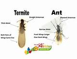 Images of Winged Termite Vs Winged Ant