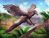 Bird Dinosaur Fossil Images
