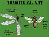 Pictures of Does Termites Have Wings