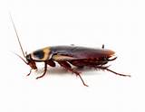 Cockroach Prevention Images