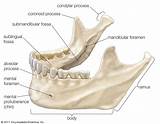 Dental Alveoli