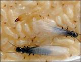 Photos of Termite Quebec