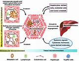 Endothelial Cell Repair Pictures