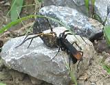 Photos of Wasp Vs Spider