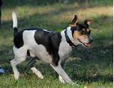 Jack Rat Terrier Pictures