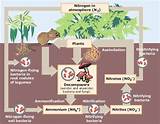 Savanna Termites Pictures