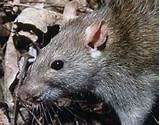 Photos of Rat Species