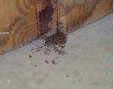 Section 1 Termite Damage Photos