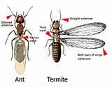 Differences Between Termites And Ants Photos
