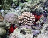 Images of Where Can Coral Reefs Be Found