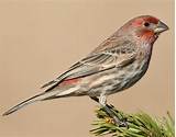 Images of Bird Calls House Finch
