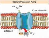 Potassium Sodium Pump Images