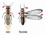 Termite Swarmers Australia