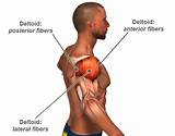 Pictures of Deltoid Workout Exercises