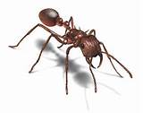 Photos of Facts About White Ants