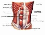 Images of Stomach Strengthening Muscle Exercises