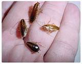 Oriental Cockroach Control Pictures