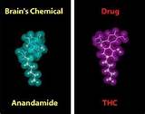 Photos of Chemical Effects Of Marijuana