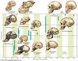 Fossils Human Evolution Pictures
