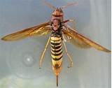 Pictures of Queen Wasp Images