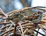 Images of House Finch Eating Habits