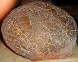 Dinosaur Fossil Eggs Pictures