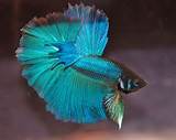 Turquoise Betta Fish Photos