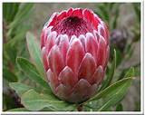 Pink Ice Protea Flower Images
