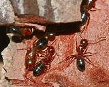 Carpenter Ants Houston Photos