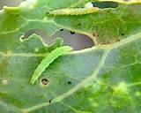 Insect Control In Field Crops