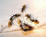 Pictures of Flying Carpenter Ants Pictures