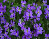 Small Purple Flowers Names