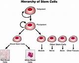 Ms Stem Cell Treatment Chicago Images