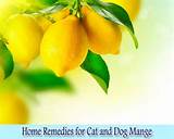 Cat Sickness Home Remedies Images