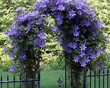 Pictures of Climbing Plant With Purple Flowers