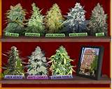 Images of Best Marijuana In The World