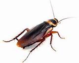 Cockroach Scientific Name Photos