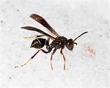 What Is A Paper Wasp Photos