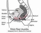 Pelvic Floor Muscles Diagram